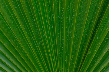 Obraz premium palm leaf with water droplets