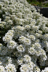 Iberis sempervirens, commonly called candytuft, is a low-growing, spreading, woody-based, herbaceous perennial.