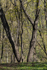 Fototapeta premium Spring forest on a sunny day