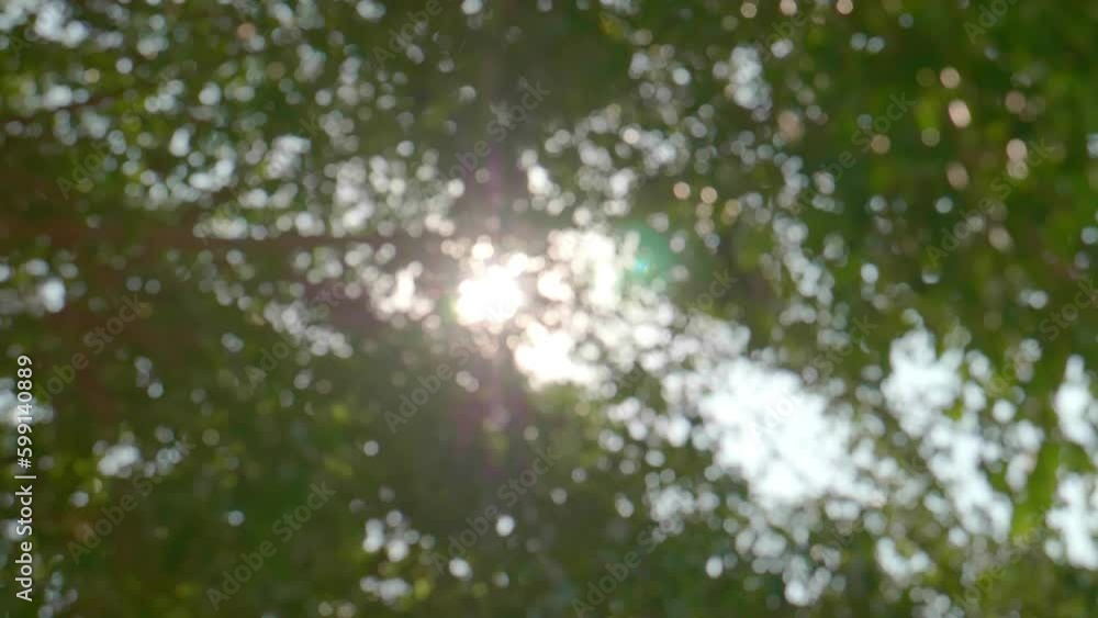 Poster bottom view blurred shoot of big old trees with branches and leaves under the morning sky in slow mo
