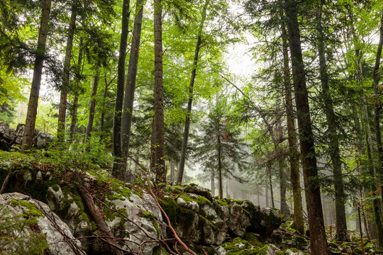 Detail of the Kočevski Rog forest in Slovenia, Europe.
