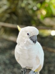 White cockatoo Bird or Burung Kakak Tua Close Up Portrait
