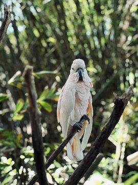 White cockatoo Bird or Burung Kakak Tua 
