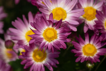 Fototapeta premium Purple Chrysanthemum