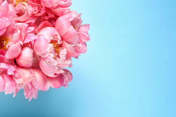 Bunch of beautiful peonies on turquoise background, top view. Space for text