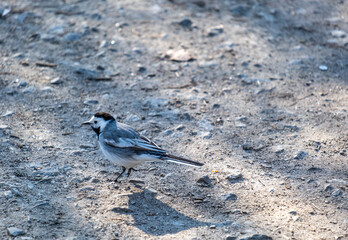 A white wagtail on the ground on a summer day.
