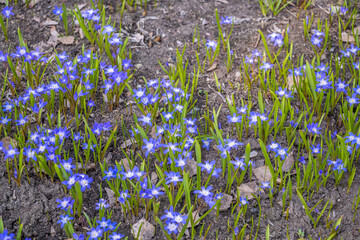 Spring wildflowers in the garden on a sunny day.