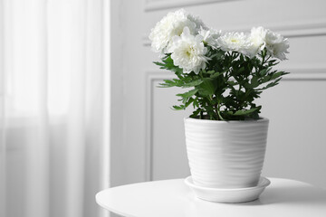 Beautiful chrysanthemum flowers in pot on white table indoors. Space for text