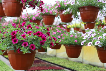 Fototapeta na wymiar Petunia flowers in pots, cultivation in a greenhouse. Close up.