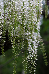 white wisteria flower