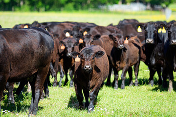 Angus calf walking towards camera surrounded by herd
