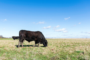 Black bulls in winter pasture in Alabama