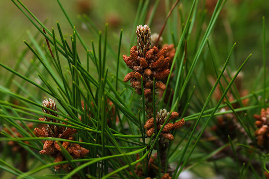 close up of pine cones