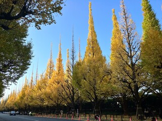明治神宮外苑のいちょう並木の紅葉