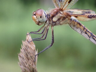 Dragonfly