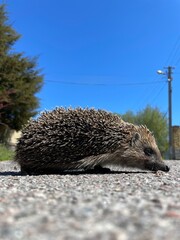 Hedgehog. Hedgehog close-up. hedgehog on the road © Dmytro Bilozor