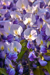 Fototapeta na wymiar spring fragrant purple acacia flowers