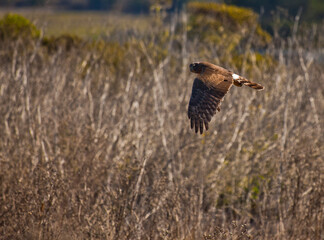 Northern Harrier mid flight, California