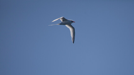 White-tailed tropicbird against blue sky