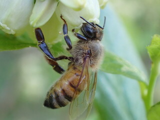 Honey bee pollinating blueberry flowers on a farm