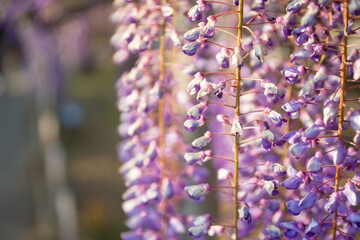 Obraz na płótnie Canvas Spring flowers wisteria blooming in sunset garden. Beautiful flowering trellis blossom in Chinese and Japanese park.