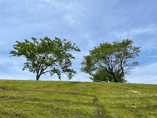 Fototapeta premium 緑の多い公園