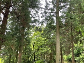 緑の多い公園