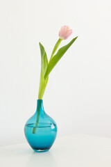 One pink tulip in blue vase on table close up on white background