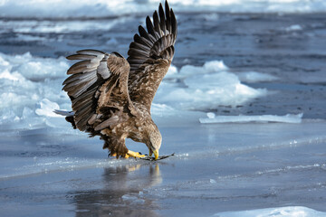 北海道の凍った海で大自然の恵みを受ける鷲