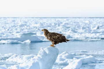 極寒の北海道、羅臼の海の流氷で羽を休める鷲 © yoshi