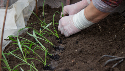 a woman farmer plants flower seedlings.