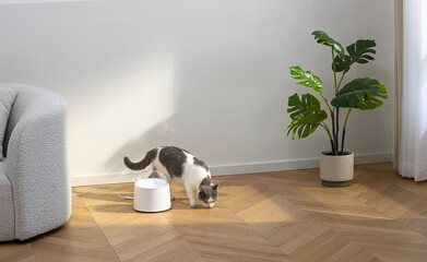 Pet cat drinking water using automatic water dispenser, pet life with technology, indoor scene