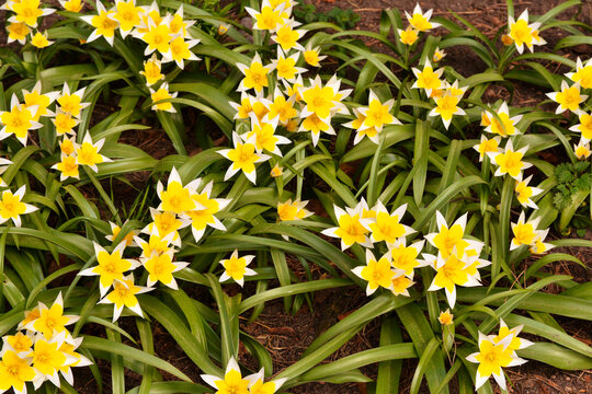 Flowering Tulip Tarda or Dasystemon with yellow flowers in spring garden