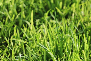 Fototapeta na wymiar Closeup Photo of Green Grass