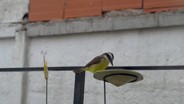 Handheld clip of a Great Kiskadee in a bird feeder