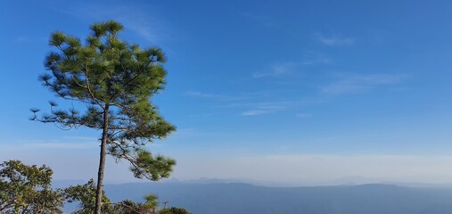 pine trees against sky