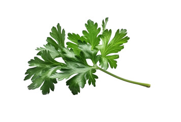 parsley leaves isolated on transparent background PNG