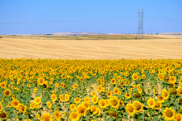 Field with sunflowers, especially for obtaining oil, in the province of Zamora, in the interior of...