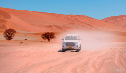 4X4 Suv vehicle rides through the sand dune Namib desert - Namibia