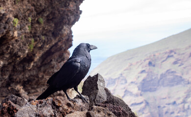 Kolkrabe - Corvus corax