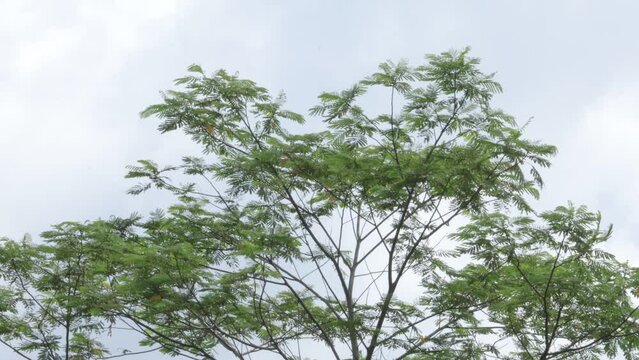 Leaves and branches of Paraserianthes falcataria or jeungjing tree in tropical forest with sky background