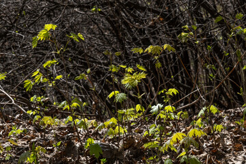 the first young maple leaves in the spring forest on a sunny day