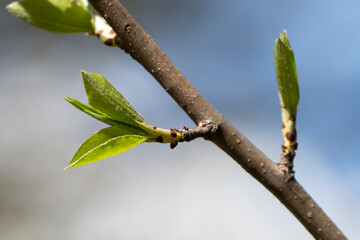 young budding leaves in a spring forest on a sunny day