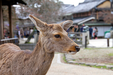 Deer in Nara Park, Japan