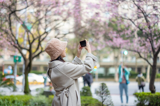 Woman use mobile phone to take photo of the sakura tree