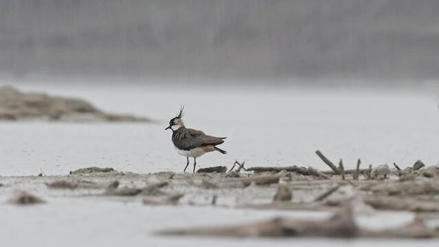 Lapwing under rainstorm (Vanellus vanellus)