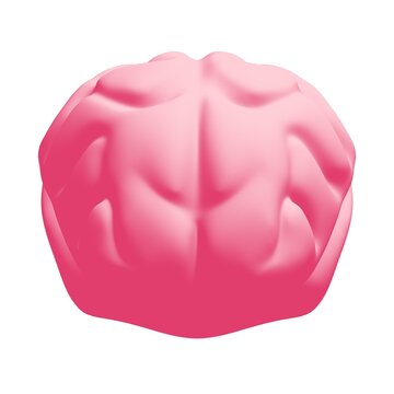 Human brain Anatomical Model.