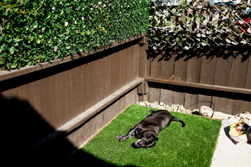 Black Dog Laying in Grass on Sunny Day in San Diego