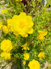 Fototapeta premium Yellow Cosmos Flower with blurry background