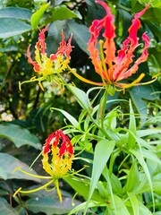 Kembang sung sang or goriosa superba or flame lily